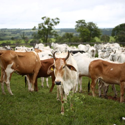 Dia Mundial contra a Raiva: Adab reforça a importância da vacina e notificação de casos suspeitos