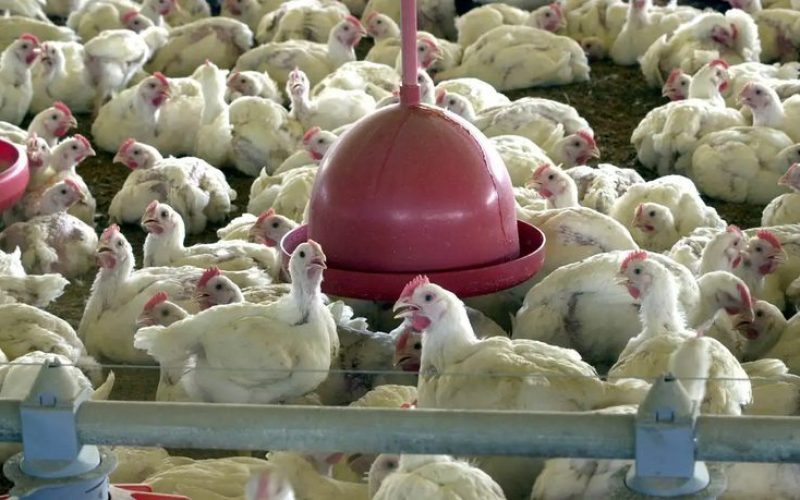 Mato Grosso registra foco de gripe aviária em aves domésticas