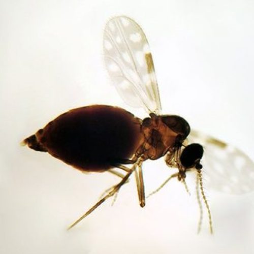 Desmatamento na Amazônia ajuda a provocar casos de oropouche em outras regiões