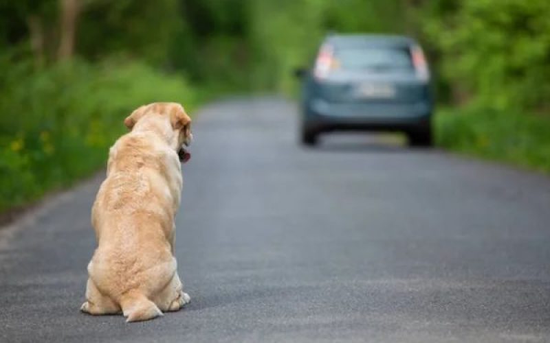 Projeto de Lei propõe cassação de CNH para quem abandonar animais nas ruas
