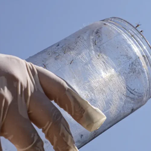 Combate a surto de chikungunya em reserva indígena do MS ganha reforço