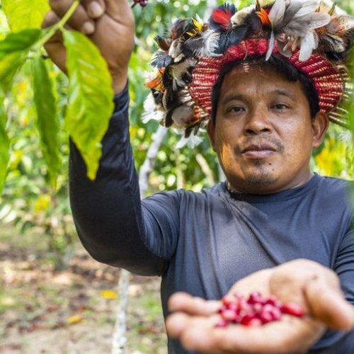 Governo compra alimentos produzidos por povos indígenas e doa nas próprias comunidades