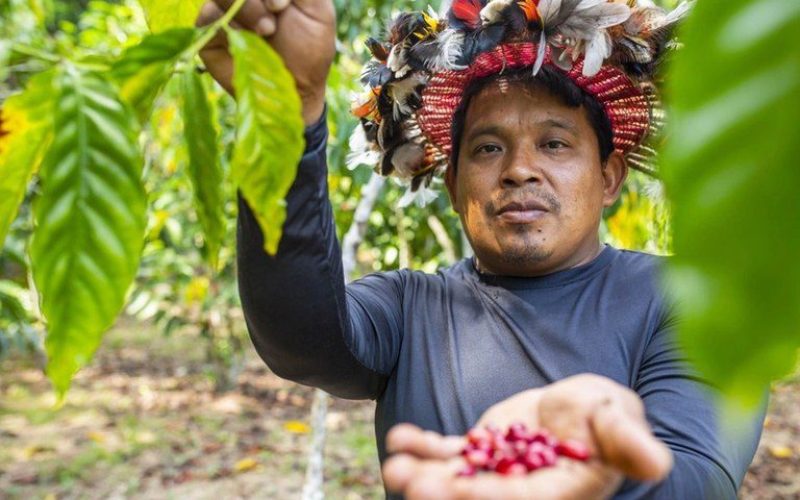 Governo compra alimentos produzidos por povos indígenas e doa nas próprias comunidades