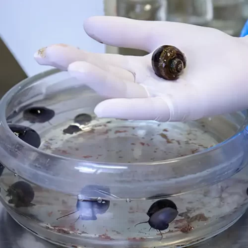 Fiocruz divulga estudo sobre transmissão do verme que causa meningite