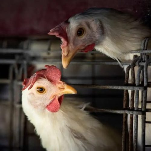 Gripe aviária: 16 países retiram restrições à carne de aves brasileiras