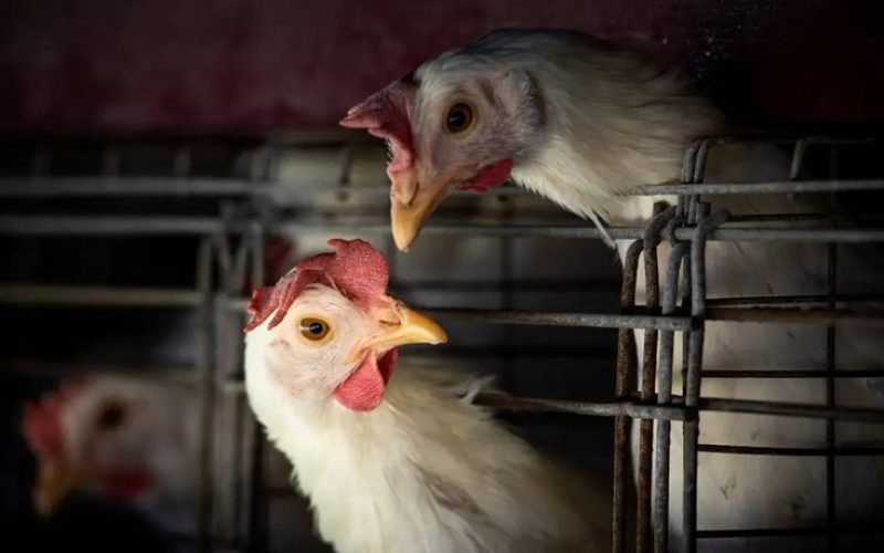 Gripe aviária: 16 países retiram restrições à carne de aves brasileiras