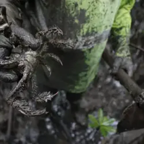Pesquisadores identificam presença de mercúrio e chumbo em caranguejos