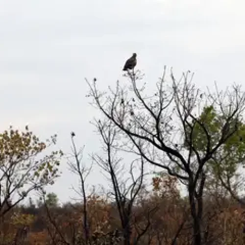 Novas tecnologias ajudam brigadistas a proteger o Cerrado de incêndios