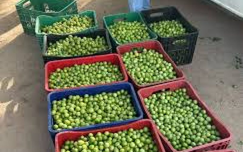 Com safra mais abundante, agricultores extrativistas de umbu tem maior rentabilidade neste ano