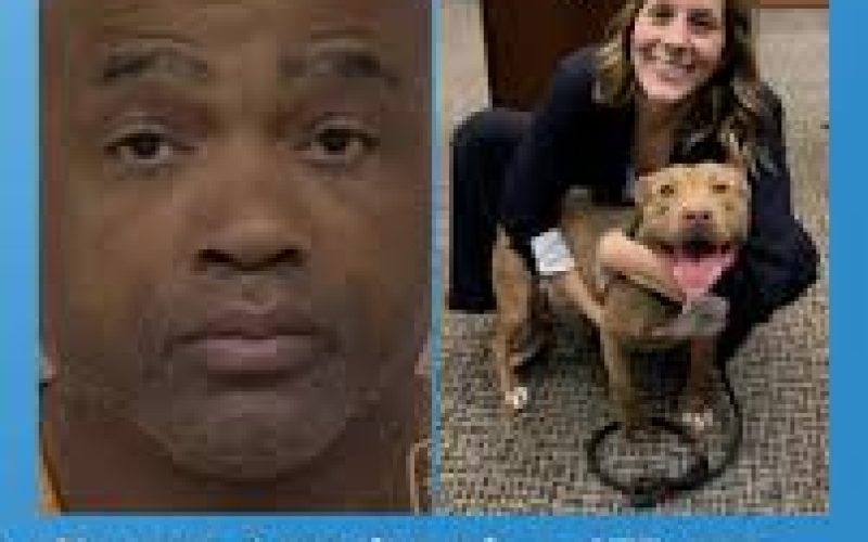 Homem é condenado a 475 anos de prisão por promover rinha de cães nos EUA