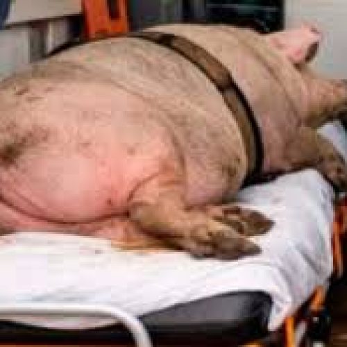 Servidor que transportou porco em ambulância foi exonerado