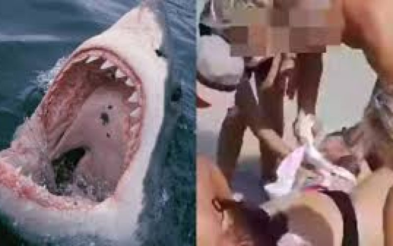 Mulher perde as duas mãos ao tentar tirar selfie com tubarão