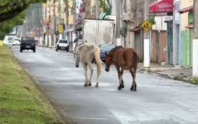 Prefeitura de Serrinha autoriza que animais abandonados sejam doados ou abatidos