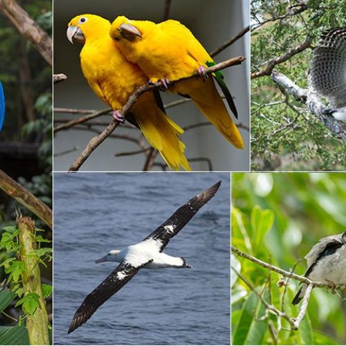 ICMBio traz dados de sequenciamento genético de 400 espécies da fauna do País