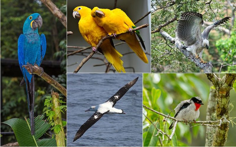 ICMBio traz dados de sequenciamento genético de 400 espécies da fauna do País
