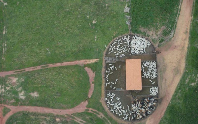 Operação federal na Terra Araribóia (MA) retira gado ilegal, conforme determinação do STF