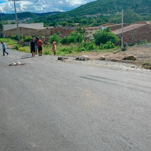 Caminhão atropela e mata ovelhas em Andorinha, no norte da Bahia