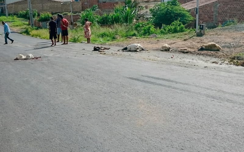 Caminhão atropela e mata ovelhas em Andorinha, no norte da Bahia