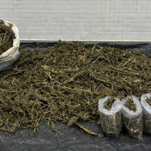 Polícia apreende cerca de 22 kg de maconha após troca de tiros em Campo Formoso