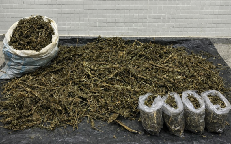 Polícia apreende cerca de 22 kg de maconha após troca de tiros em Campo Formoso