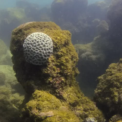 MPF pede criação de plano de tráfego marítimo em Maragogi (AL)