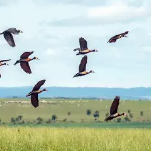 Pesquisadores querem criar índice para “traduzir” estresse ambiental