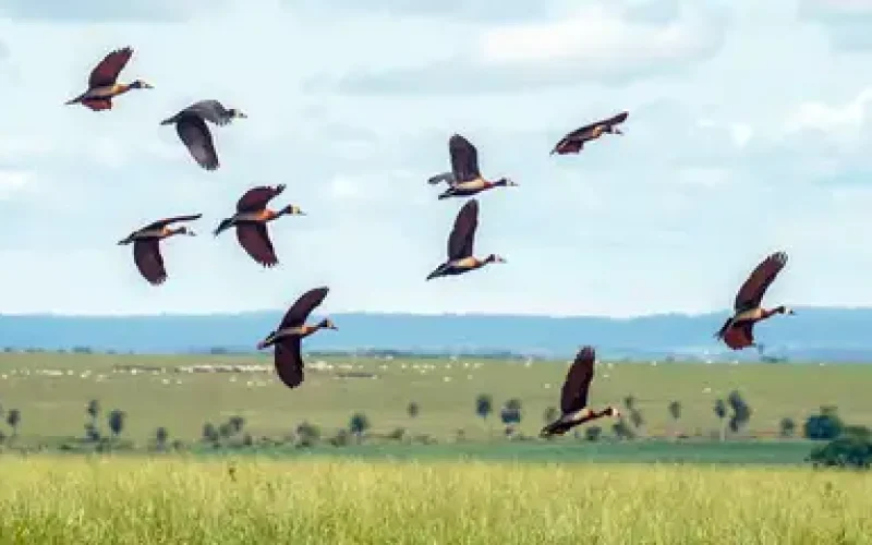 Pesquisadores querem criar índice para “traduzir” estresse ambiental