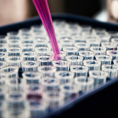 Lula sanciona lei que proíbe uso de animais em testes de cosméticos