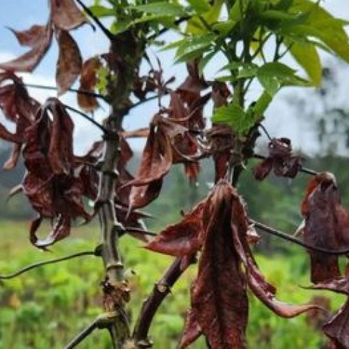 Governo destina mais R$ 38 milhões para enfrentamento da vassoura de bruxa na mandioca na região Norte