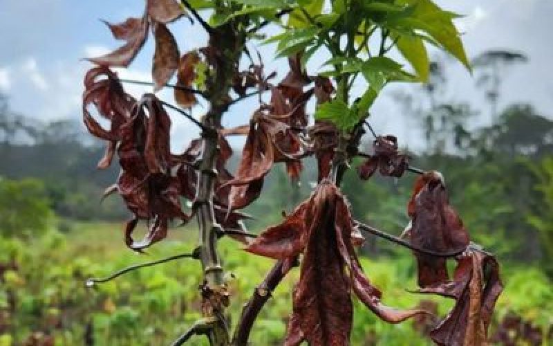 Governo destina mais R$ 38 milhões para enfrentamento da vassoura de bruxa na mandioca na região Norte