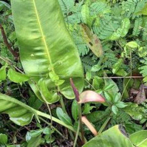 Pesquisadores descobrem nova espécie de antúrio no Espírito Santo