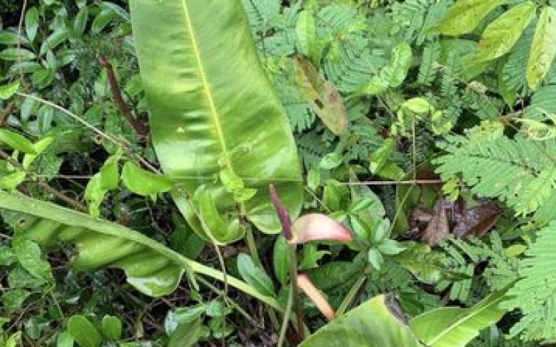 Pesquisadores descobrem nova espécie de antúrio no Espírito Santo