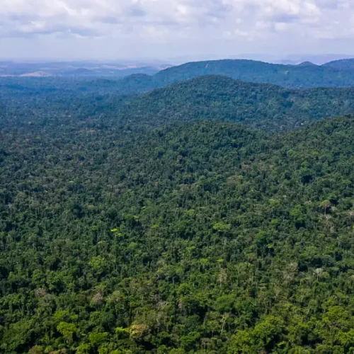 Desmatamento no Amazonas caiu 32% entre agosto e fevereiro deste ano