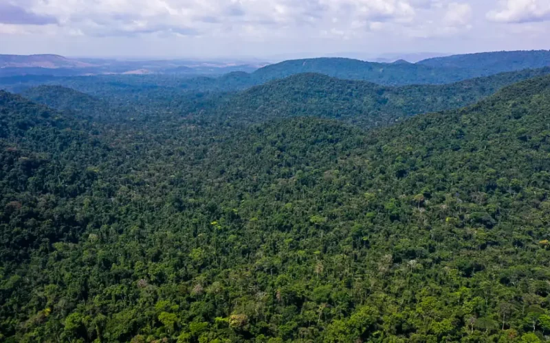 Desmatamento no Amazonas caiu 32% entre agosto e fevereiro deste ano